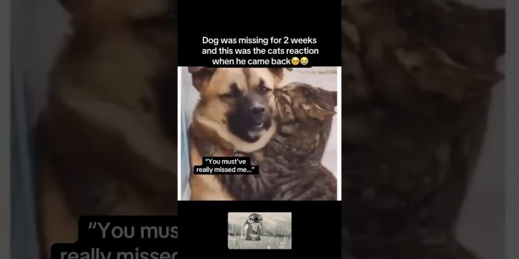 Really missed him🥹 #fyp #viral #animals #cat #cats #dog #dogs #cute #reunion #fypシ #shorts #ytshort
