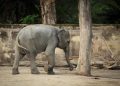 Take Action! Urge Scottish Government To Remain Elephant-Free Take Action! Urge Scottish Government To Remain Elephant-Free