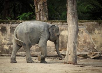 Take Action! Urge Scottish Government To Remain Elephant-Free