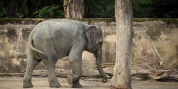 Take Action! Urge Scottish Government To Remain Elephant-Free