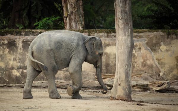 Take Action! Urge Scottish Government To Remain Elephant-Free