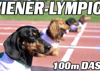 The 100m Dachshund Dash! – Wiener Dog Race!