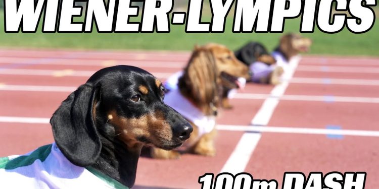 The 100m Dachshund Dash! – Wiener Dog Race! The 100m Dachshund Dash! – Wiener Dog Race!