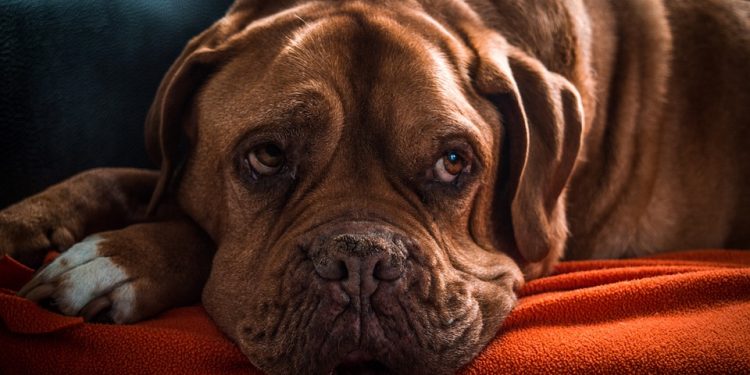 The Ultimate Guide to Kid-Approved Dog Training Tips!