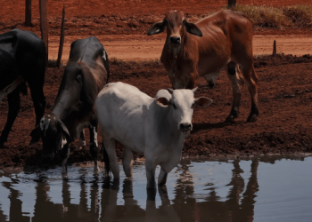 The time is right for animal welfare import requirements