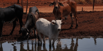 The time is right for animal welfare import requirements