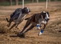 Training Fun: Creative Ways for Kids to Teach Their Dogs