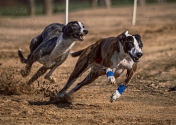 Training Fun: Creative Ways for Kids to Teach Their Dogs