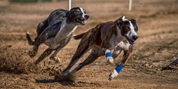 Training Fun: Creative Ways for Kids to Teach Their Dogs