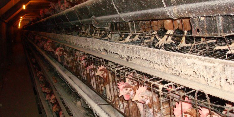Unmasking the Truth Behind the Broken Pledge