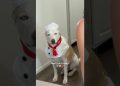 What Chef Yuki wants he gets 🐶🥣🥛#dogshorts #dog #pets #puppy #dogfood #doglife