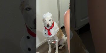 What Chef Yuki wants he gets 🐶🥣🥛#dogshorts #dog #pets #puppy #dogfood #doglife