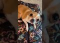 Your Dog Misses You More Than You Think 😂