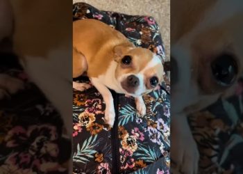 Your Dog Misses You More Than You Think 😂