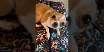Your Dog Misses You More Than You Think 😂