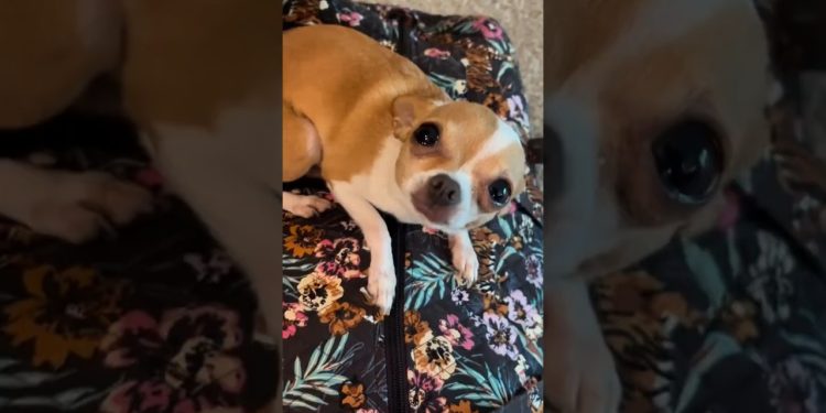 Your Dog Misses You More Than You Think 😂