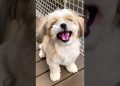 cutes shihtzu puppy dog barking video dog sound #dog #puppy #shihtzu #cutedog #pets #barking #shorts
