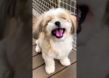 cutes shihtzu puppy dog barking video dog sound #dog #puppy #shihtzu #cutedog #pets #barking #shorts