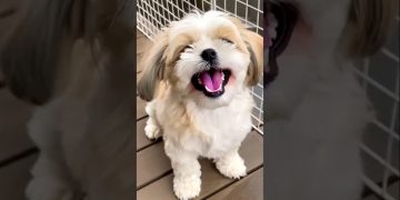 cutes shihtzu puppy dog barking video dog sound #dog #puppy #shihtzu #cutedog #pets #barking #shorts