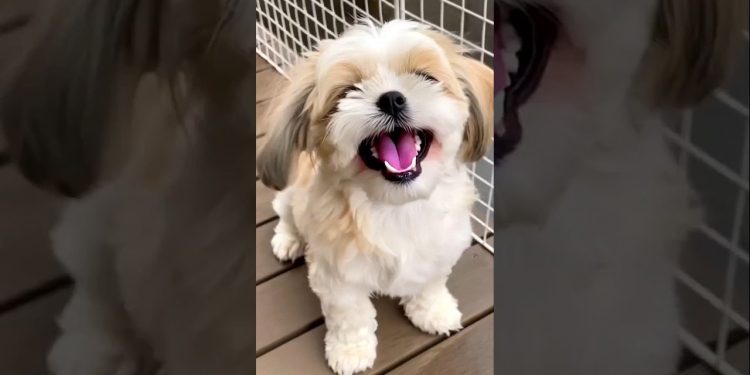cutes shihtzu puppy dog barking video dog sound #dog #puppy #shihtzu #cutedog #pets #barking #shorts