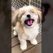 cutes shihtzu puppy dog barking video dog sound #dog #puppy #shihtzu #cutedog #pets #barking #shorts